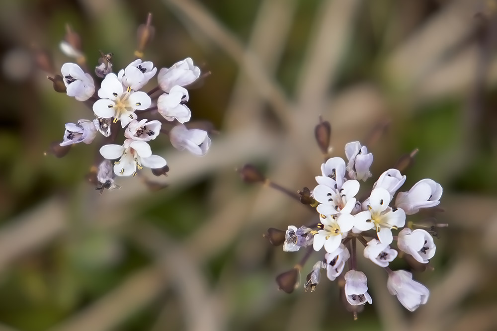 Alpine penny-cress